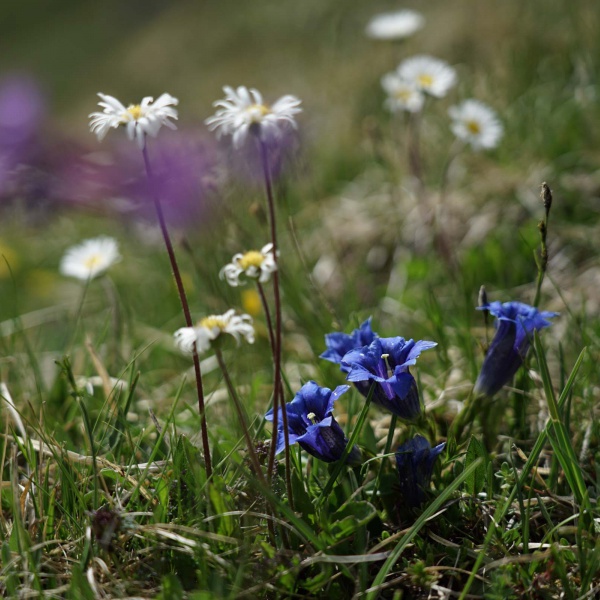 Blumenpracht in den Dolomiten - Private Wanderung Gr&ouml;den - Catores